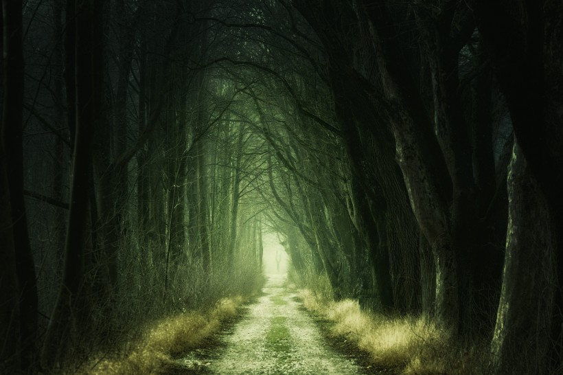点击大图看下一张：森林中幽静的小路风景图片