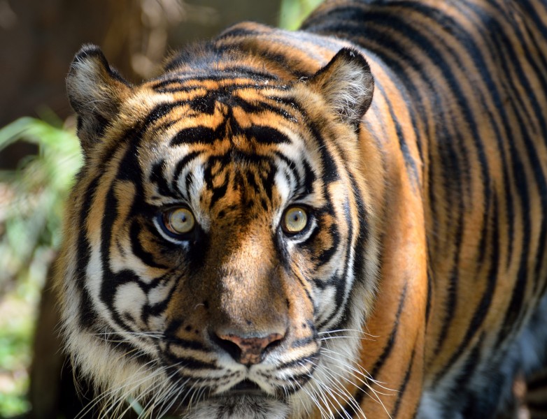 点击大图看下一张：健壮威武的苏门答腊虎图片