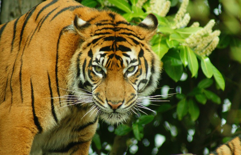 点击大图看下一张：健壮威武的苏门答腊虎图片