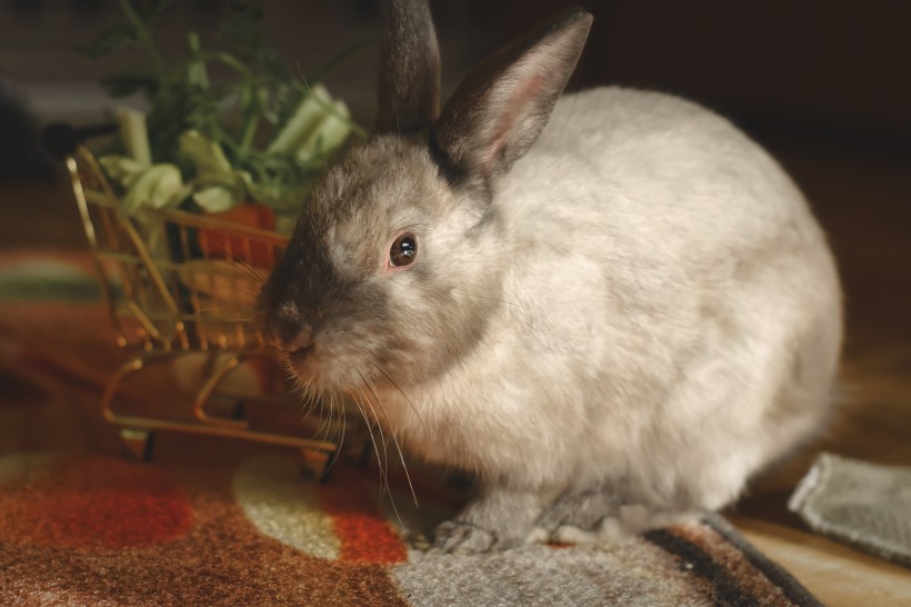 点击大图看下一张：呆萌可爱的兔子图片