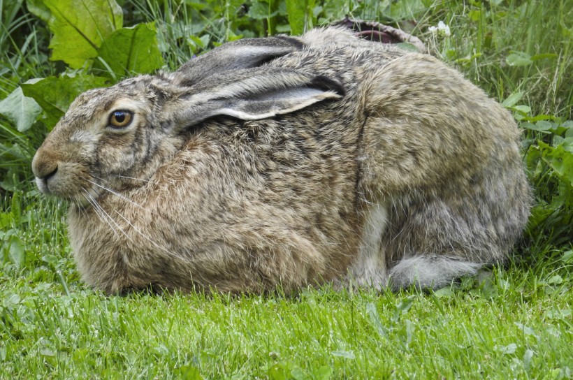 点击大图看下一张：呆萌可爱的兔子图片
