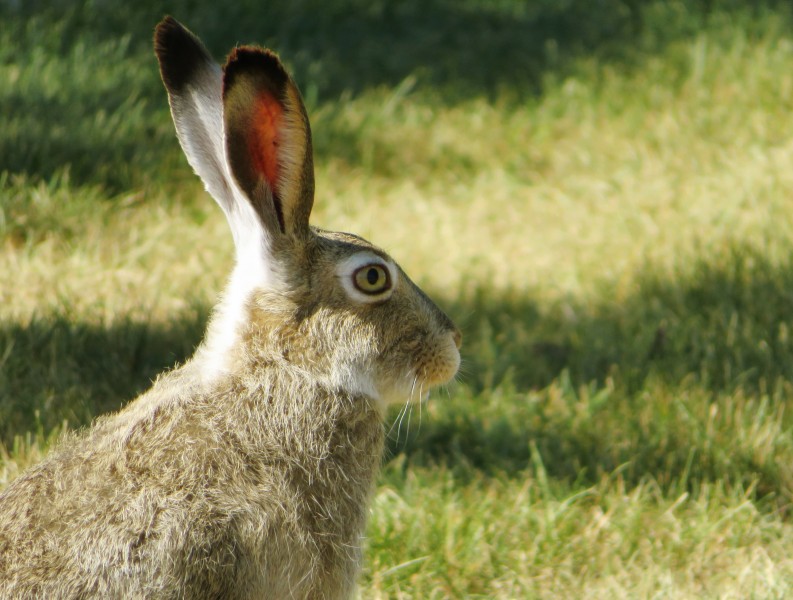 点击大图看下一张：呆萌的兔子图片