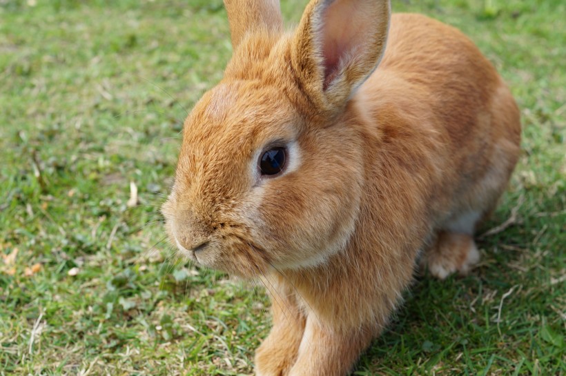点击大图看下一张：可爱机灵的兔子图片