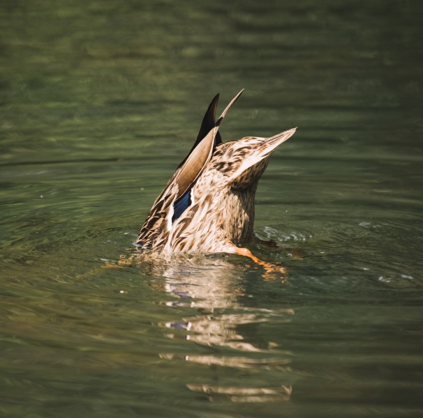 点击大图看下一张：池塘里的鸭子图片