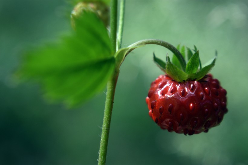 点击大图看下一张：酸甜好吃的野草莓图片