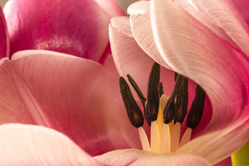 点击大图看下一张：花型艳丽的郁金香图片