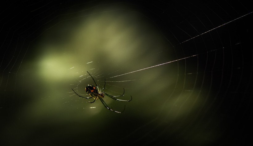 点击大图看下一张：结网的蜘蛛特写图片