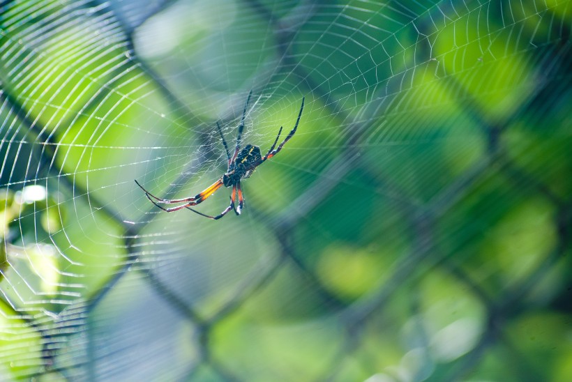 点击大图看下一张：结网的蜘蛛特写图片