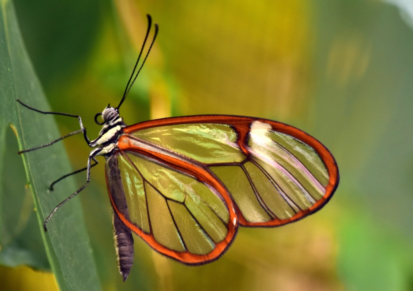 点击大图看下一张：透明翅膀的宽纹黑脉绡蝶图片