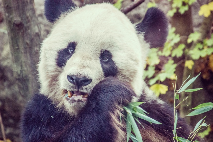 点击大图看下一张：认真吃竹子的熊猫图片