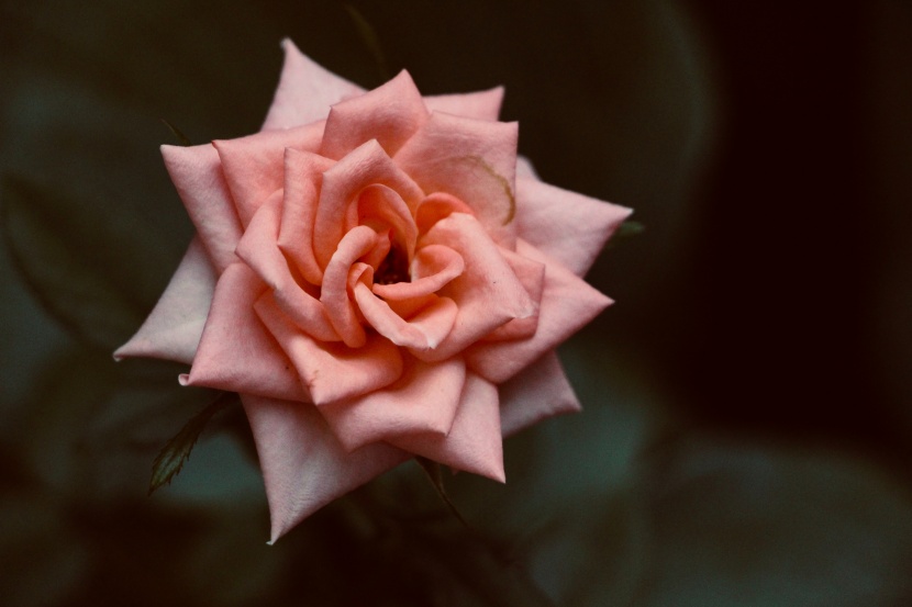 点击大图看下一张：娇美的粉色玫瑰花图片