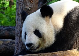 超萌超可爱的大熊猫图片_12张