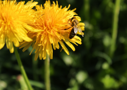 黄色花上采蜜的蜜蜂图片_15张