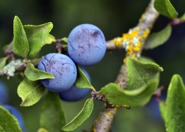 枝头上成熟的蓝莓图片_15张