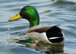 水中游来游去的绿头鸭图片_30张