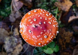森林中野生的蘑菇图片_26张