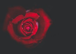 鲜艳热情的红玫瑰图片_22张