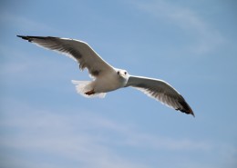 喜欢飞翔的海鸥图片_14张