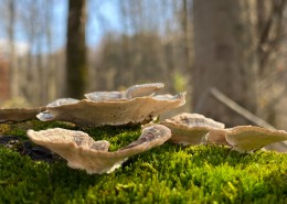 树林的蘑菇图片_10张