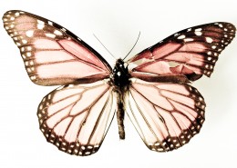 多样的蝴蝶标本图片_12张