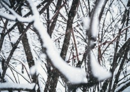 白茫茫的冬季图片_12张