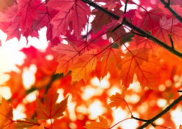 秋天唯美的红色枫叶图片_11张