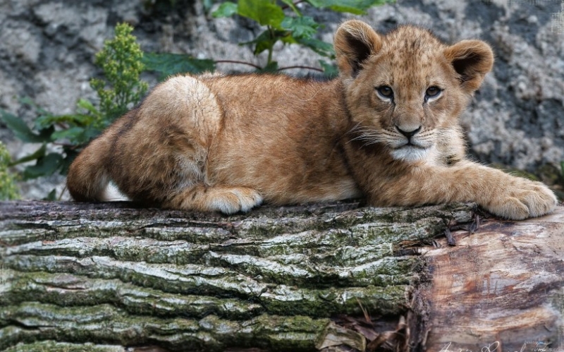 点击大图看下一张：可爱的小狮子图片大全