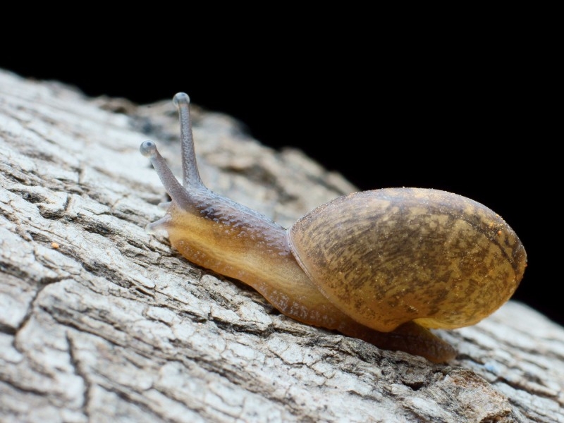 点击大图看下一张：树叶上的蜗牛图片大全