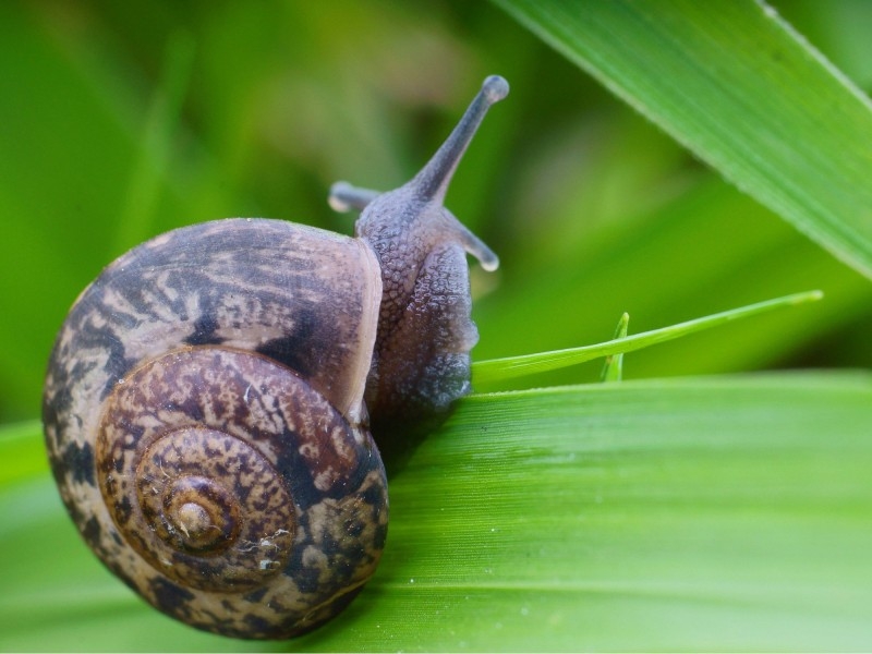 点击大图看下一张：树叶上的蜗牛图片大全