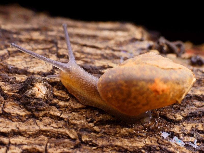 点击大图看下一张：树叶上的蜗牛图片大全