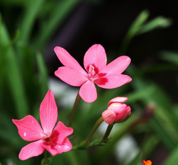 点击大图看下一张：拉培疏种植 拉培疏鸢尾