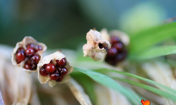点击大图看下一张:拉培疏种植 拉培疏鸢尾