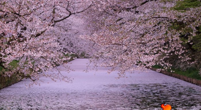点击大图看下一张：日本弘前公园 日本弘前樱花园