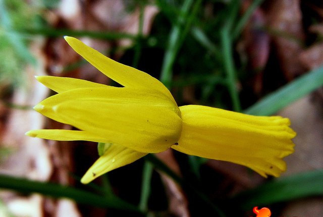 点击大图看下一张：仙客来水仙NarcissusCyclamineus