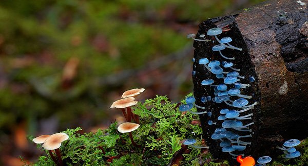 点击大图看下一张:真菌图片大全