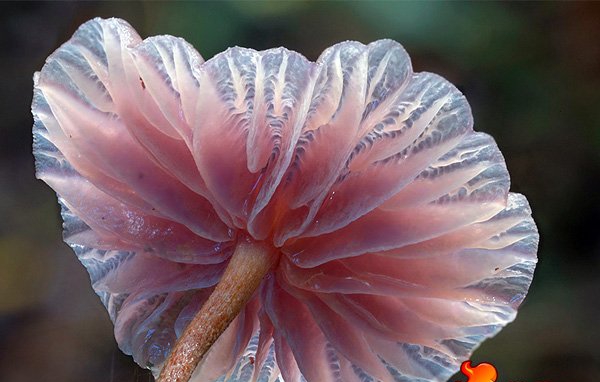 点击大图看下一张：真菌图片大全