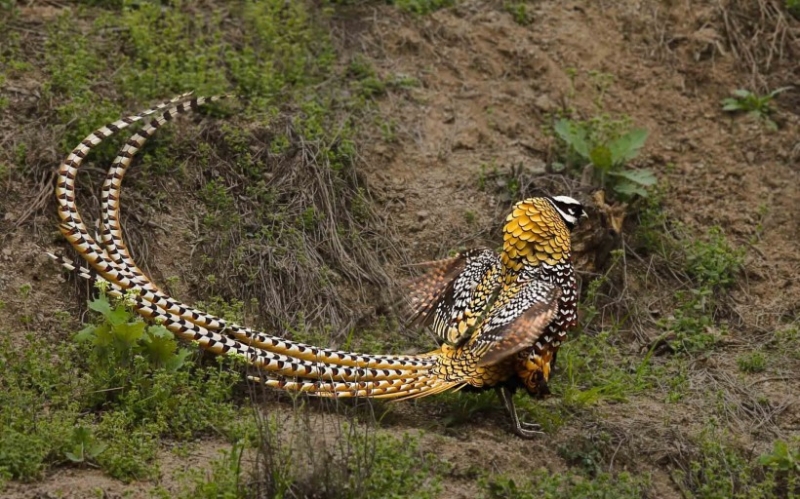 点击大图看下一张：白冠长尾雉鸟类高清摄影图片