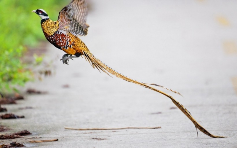 点击大图看下一张：白冠长尾雉鸟类高清摄影图片