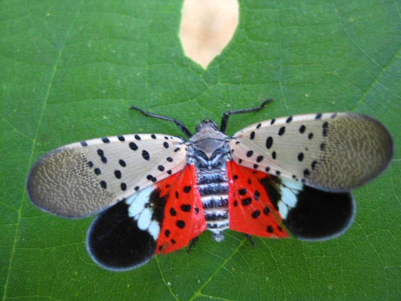 点击大图看下一张：斑衣蜡蝉花大姐高清微距摄影图片
