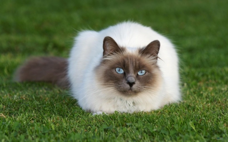 点击大图看下一张：呆萌又霸气的暹罗猫摄影图片欣赏