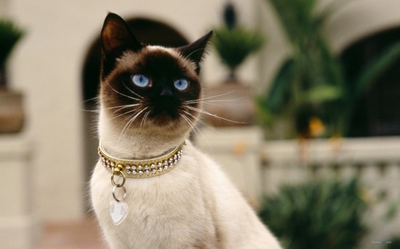 点击大图看下一张：呆萌又霸气的暹罗猫摄影图片欣赏