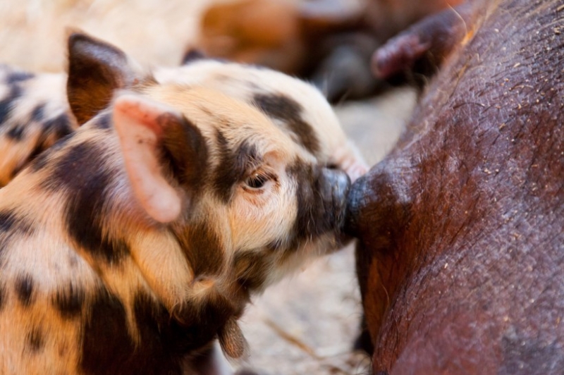 点击大图看下一张：各品种的家猪与呆萌猪仔图片