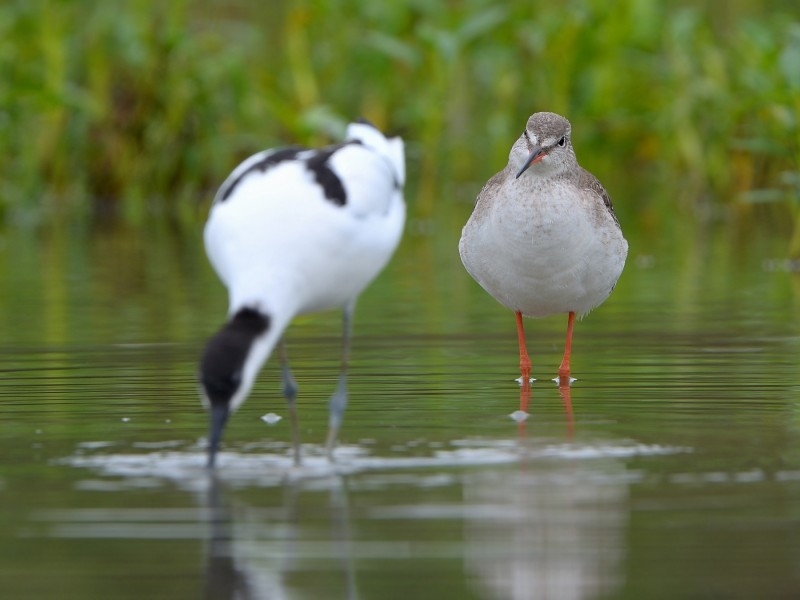 点击大图看下一张：鸟类大全鹤鹬河边图片