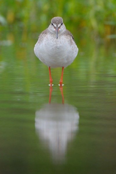 点击大图看下一张：鸟类大全鹤鹬河边图片