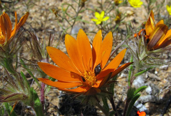 点击大图看下一张：雏菊唯美图片