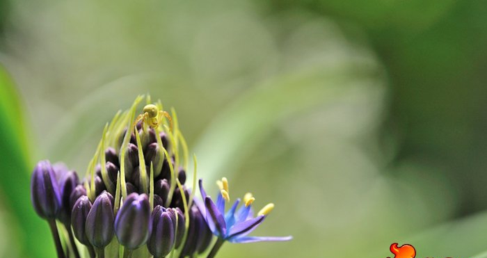 点击大图看下一张：地中海蓝钟花
