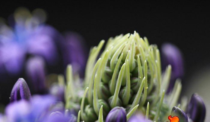 点击大图看下一张：地中海蓝钟花