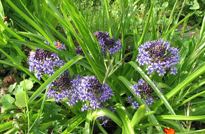 点击大图看下一张：地中海蓝钟花