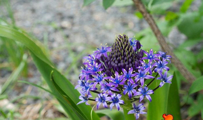 点击大图看下一张：地中海蓝钟花