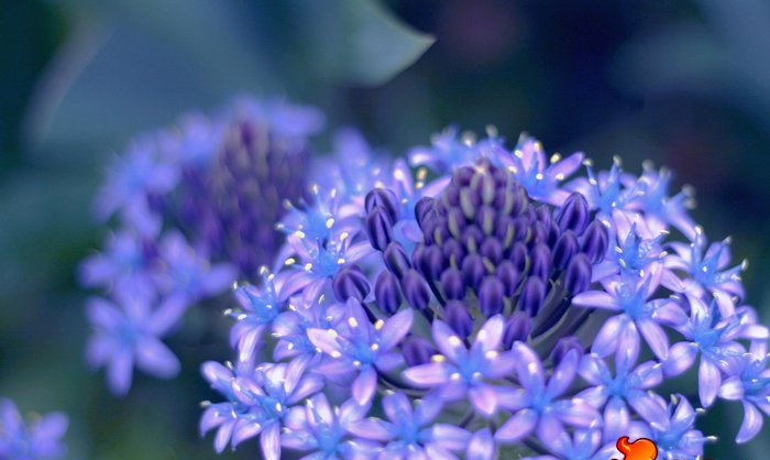 点击大图看下一张：地中海蓝钟花